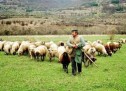 7128-Οι κτηνοτρόφοι της Θράκης εκπέμπουν SOS για την διάσωση του επαγγέλματός τους